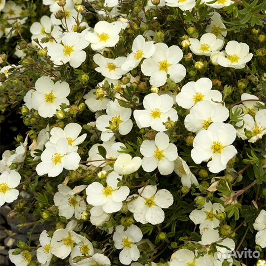 Лапчатка кустарниковая