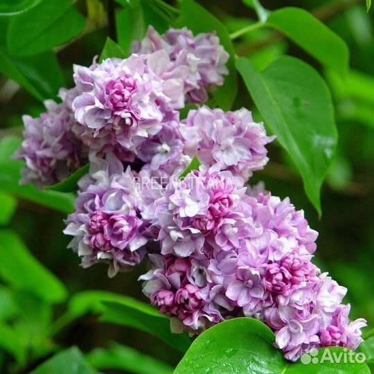 Сирень обыкновенная Katherine Havemeyer