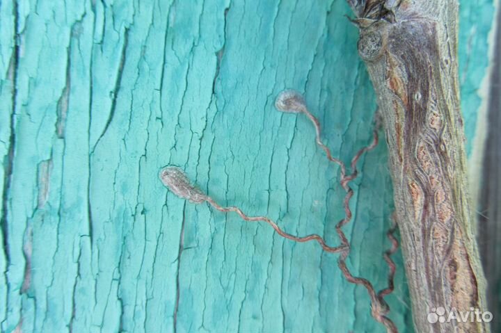 Корневые отводы винограда девичьего на присосках