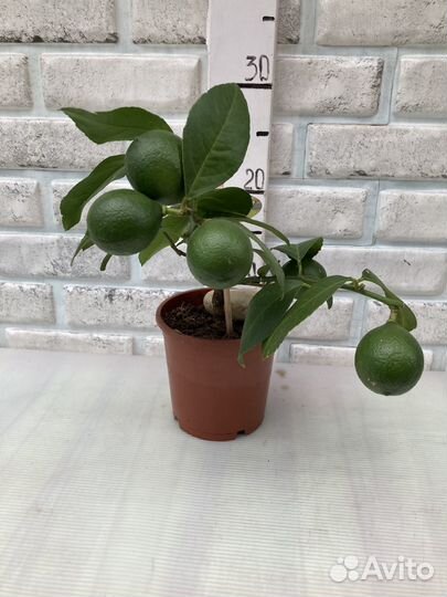 Лимоны плодоносящие из питомника растений