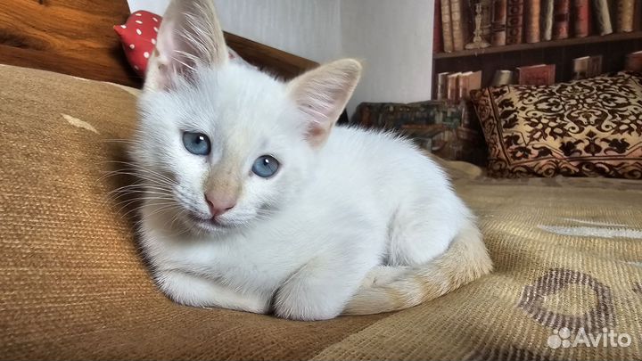 Отдам котенка в добрые руки бесплатно