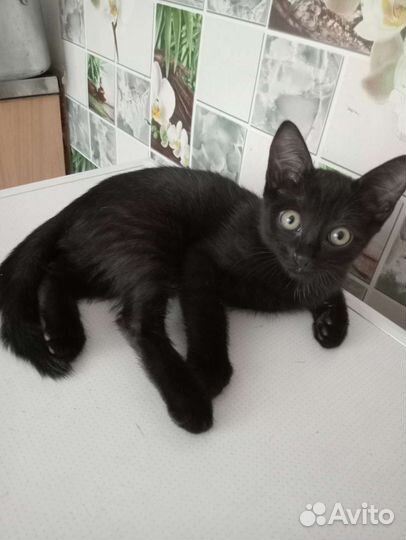 Котята в добрые руки приучены к лотку