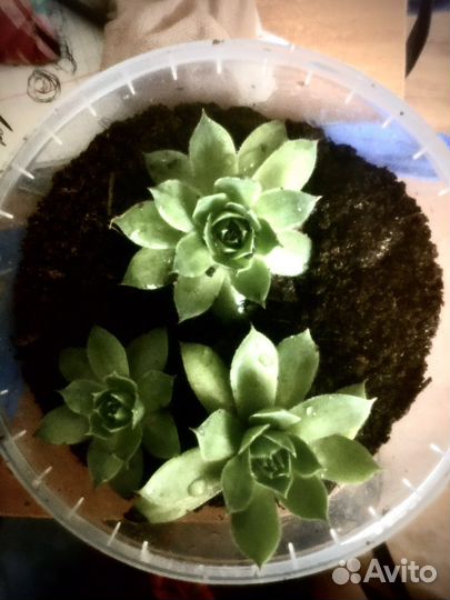 Каменная роза