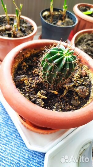 Отдам кактусёнка в добрые руки