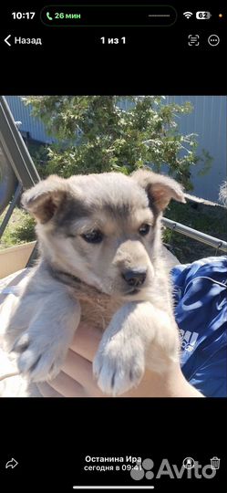 Отдам девочку