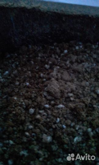 Навоз (помёт) Птичий (перепелиный) в мешках