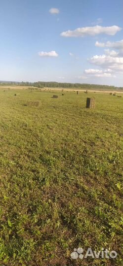 Сено в тюках