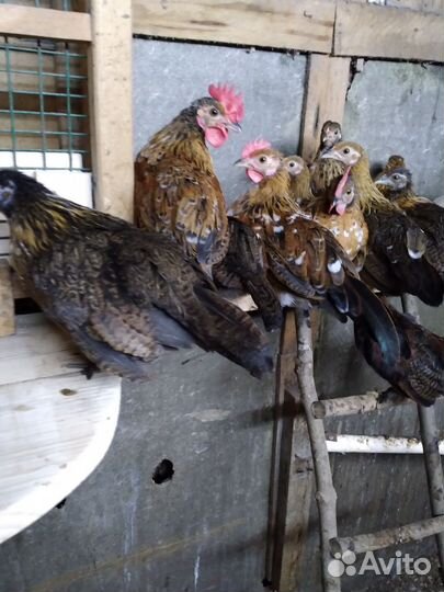 Петушки бентамки