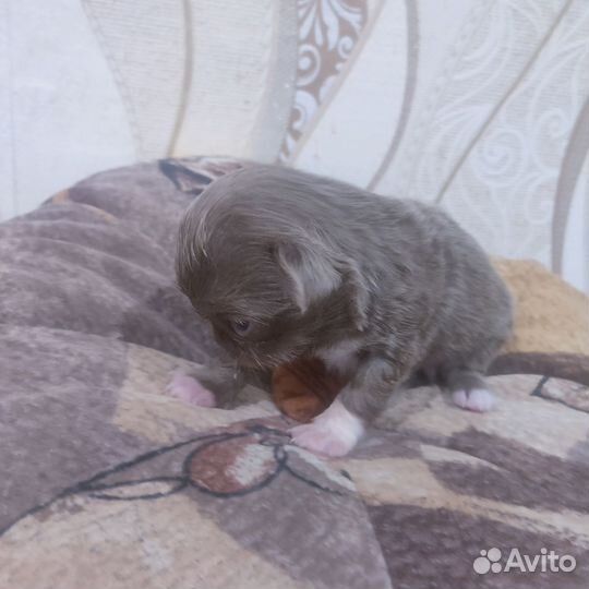 Щенки чихуахуа