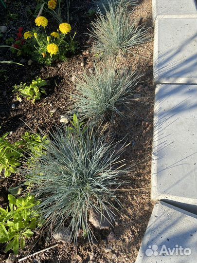 Овсяница сизая декоративный злак
