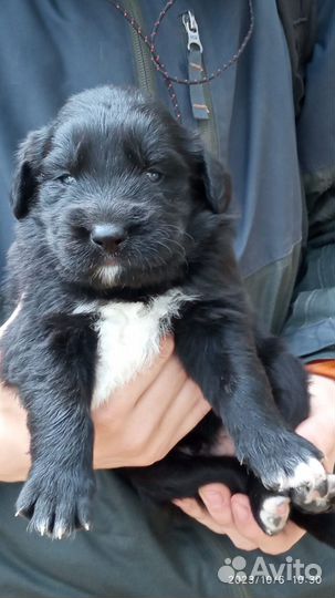 Собака щенки