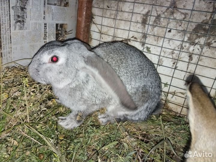 Кролик французский баран