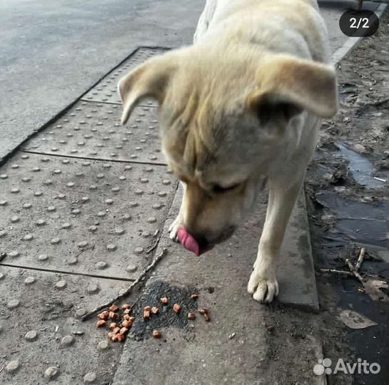 Найдена собака