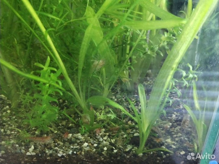 Аквариумные креветки амано