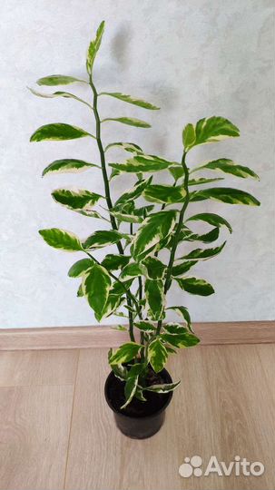 Педилантус