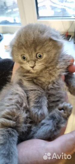 Шотландский вислоухий котёнок д. р 22.01.25