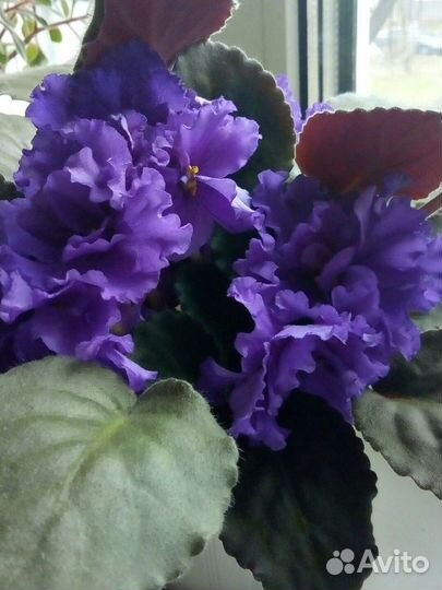 Фиалка ек-Гермес