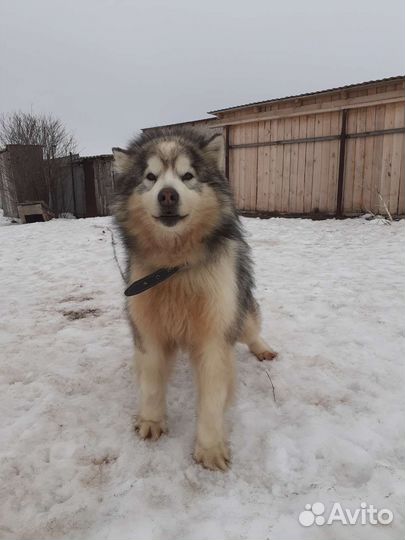 Аляскинский маламут бесплатно