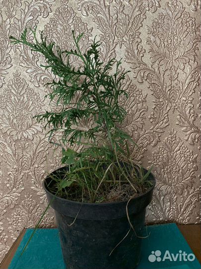 Туи брабант