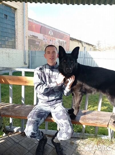 Кинолог с выездом дрессировка собак