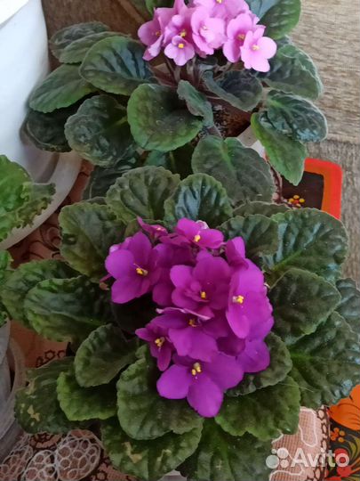 Фиалка сортовая