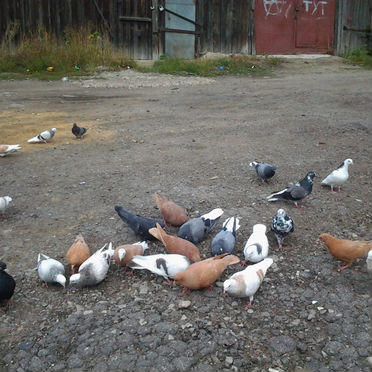 Продаются голуби