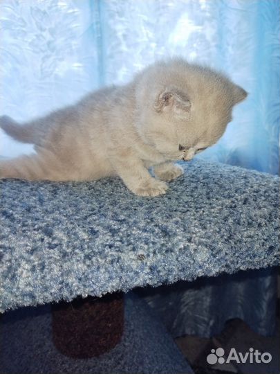 Британские котята