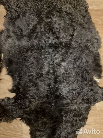 Шкуры длинношерстной козы