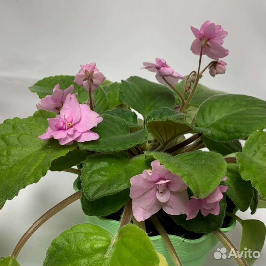 Комнатная фиалка