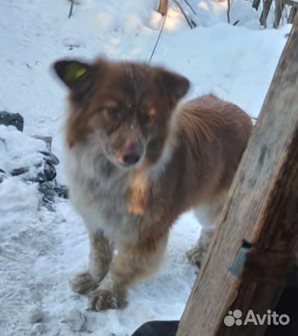 Собака в добрые руки