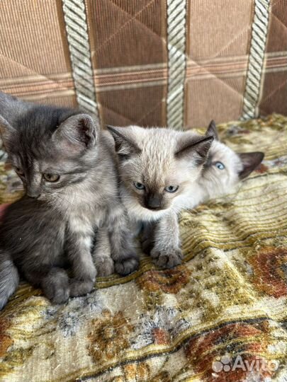 Котята в добрые руки бесплатно