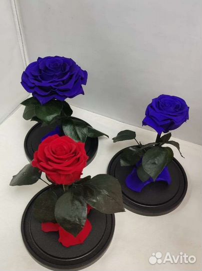 Роза в колбе