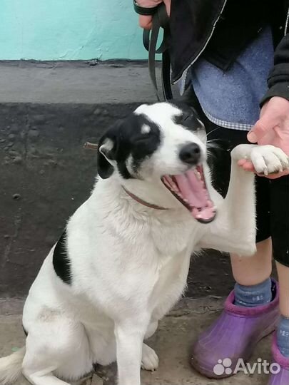 Собака в добрые руки отдам бесплатно