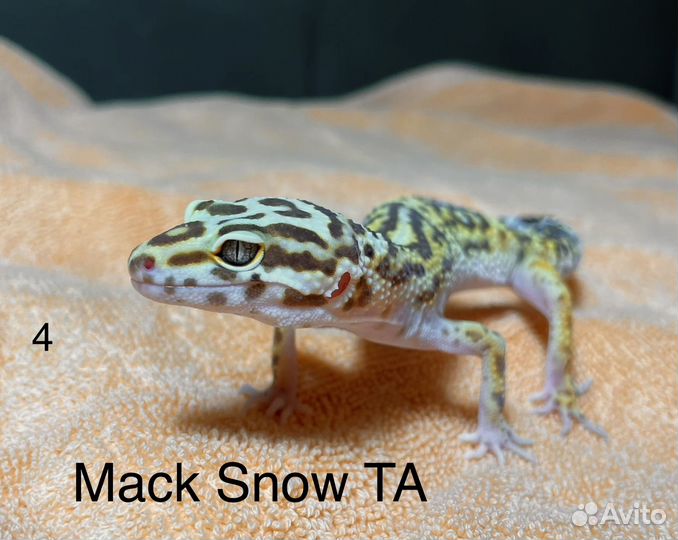 Эублефар гекон