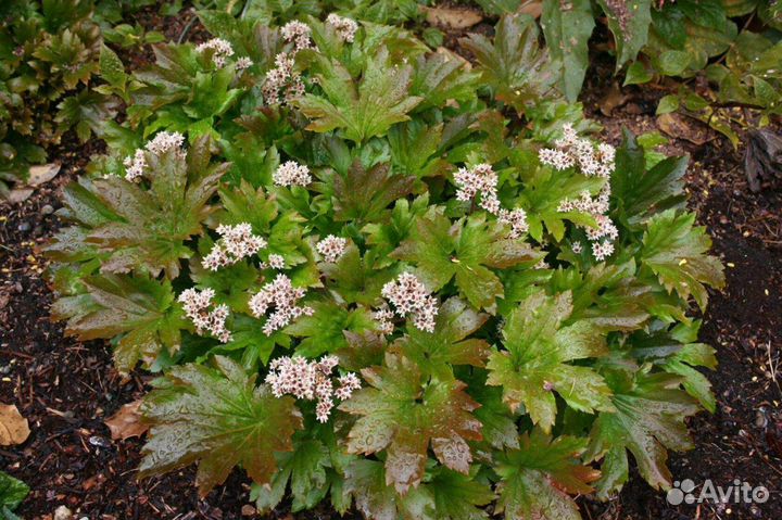 Садовые многолетники