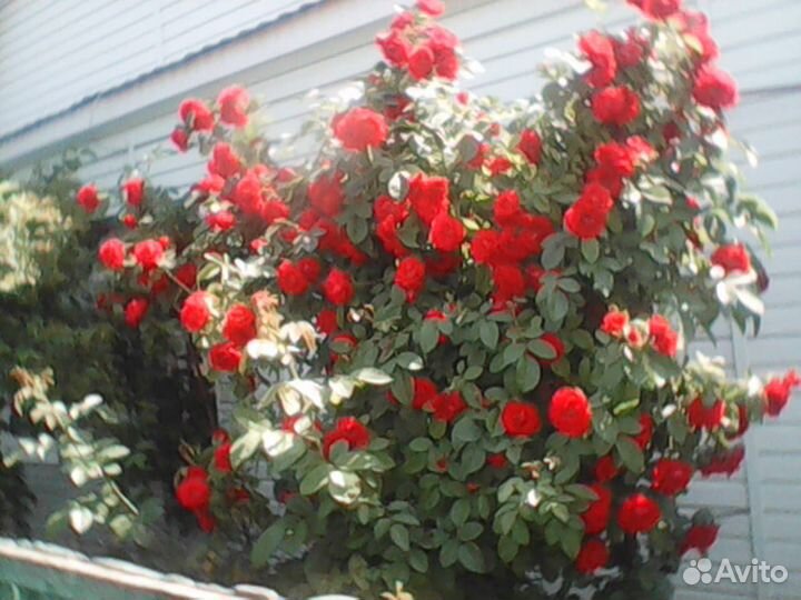 Плетистые розы саженцы