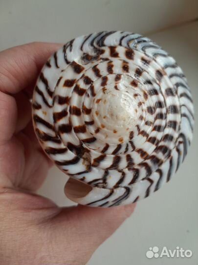 Ракушка Конус Литтератус