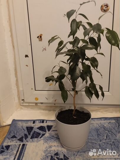 Фикус бенджамина