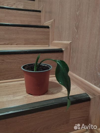 Эухарис. Амазонская лилия