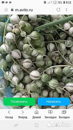 Комнатные цветы