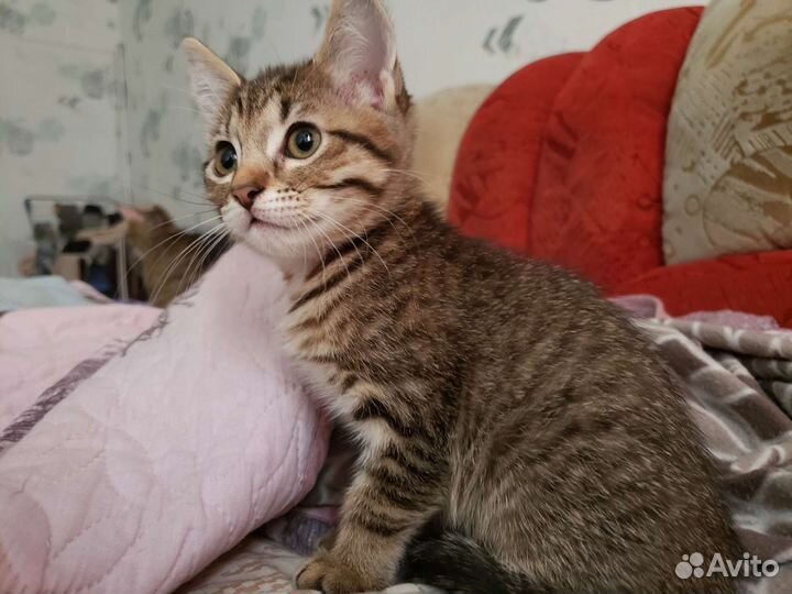 Кошечка в добрые руки