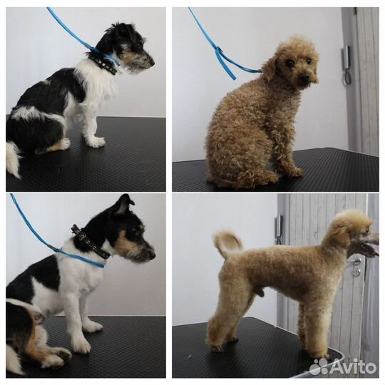 Грумер. Стрижка животных