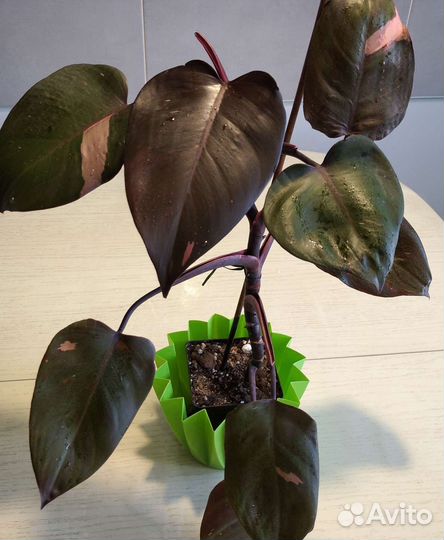 Филодендрон