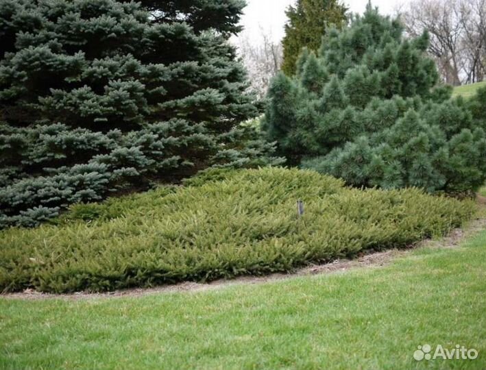 Ель procumbens(прокумбенс) c3