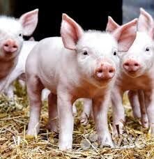 Поросята месячные