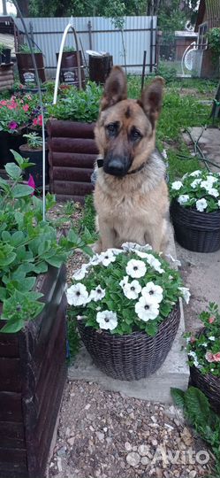 Немецкая овчарка щенки