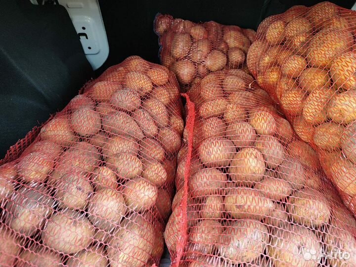 Домашний картофель