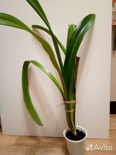 Гиппиаструм лилия