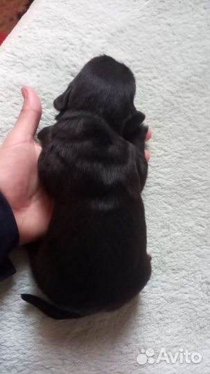 Щенок смесь лабрадора