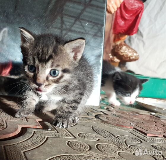 Котята в добрые руки бесплатно